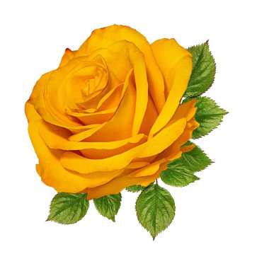 beyaz arkaplanda izole gül