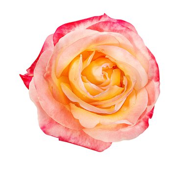 beyaz arkaplanda izole gül