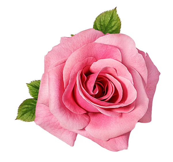 Роза Ізольована Білому Тлі — стокове фото