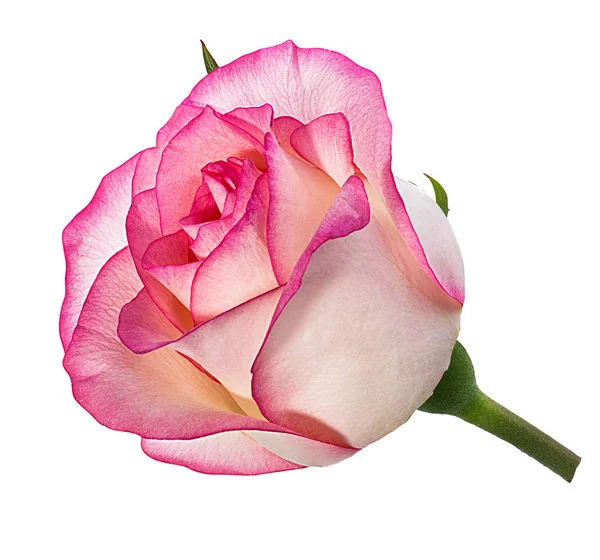 Rose Isoliert Auf Weißem Hintergrund — Stockfoto