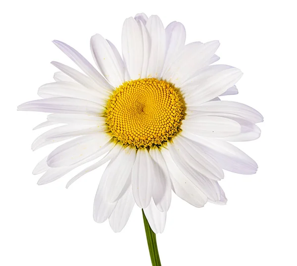 Fleur Camomille Isolée Avec Chemin Coupe — Photo