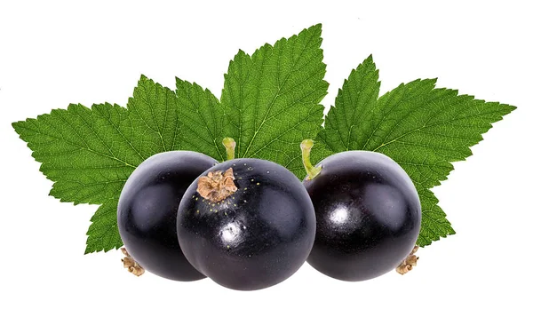 Ribes Nero Isolato Bianco — Foto Stock