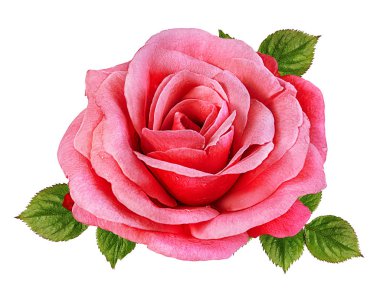 beyaz arkaplanda izole gül