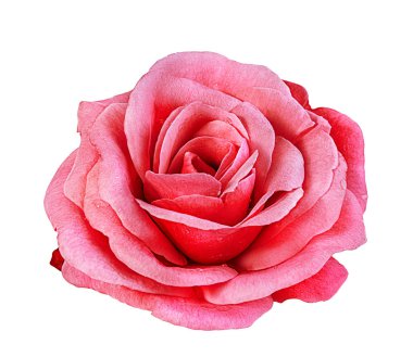 beyaz arkaplanda izole gül