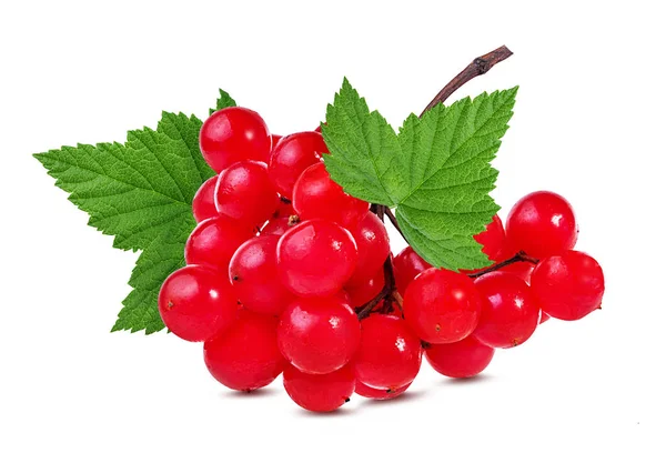 Red Berries Viburnum Arrow Wood Isolated White Background — Stock Photo, Image