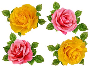 beyaz arkaplanda izole gül