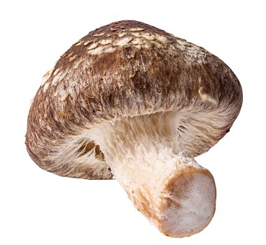 Beyaz arka planda izole edilmiş Şiitake mantarları