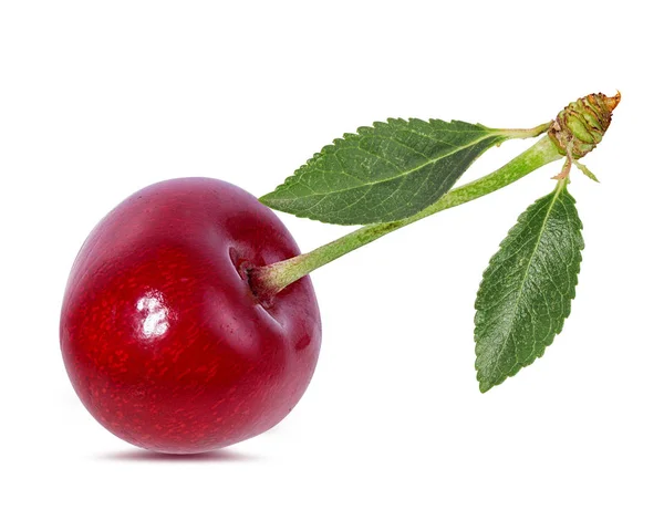 Cherry Dengan Daun Terisolasi Latar Belakang Putih — Stok Foto