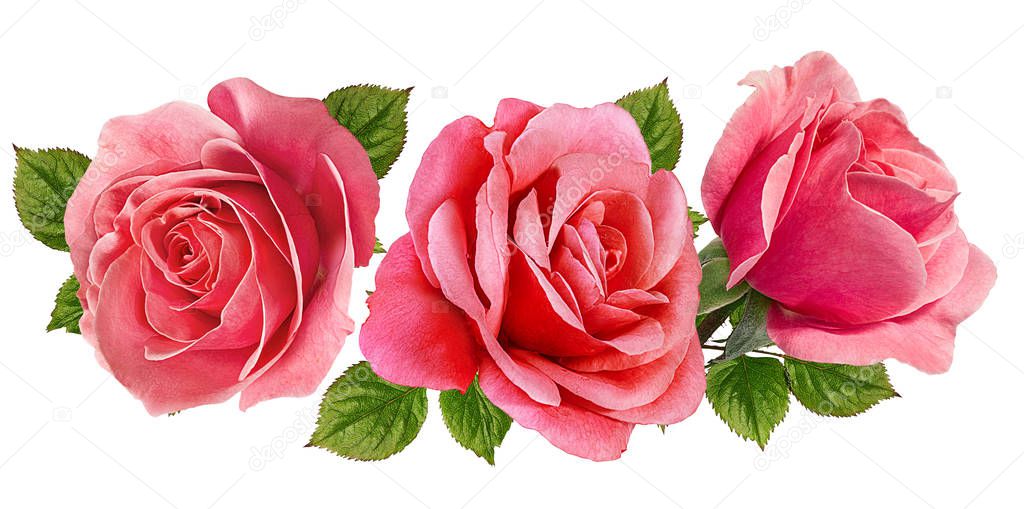 rose isolated on white background