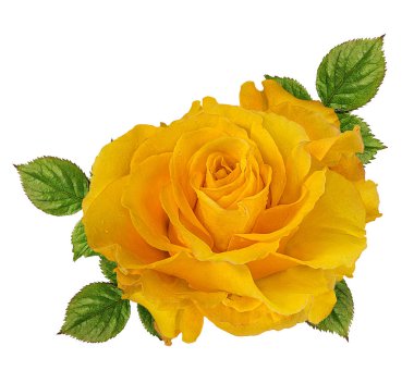 beyaz arkaplanda izole gül