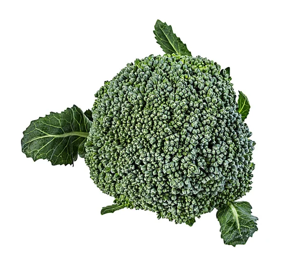 Broccoli Geïsoleerd Witte Achtergrond — Stockfoto