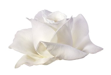 beyaz arkaplanda izole gül