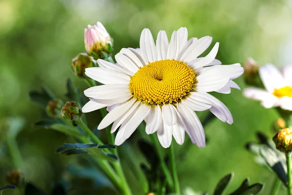 Flores de manzanilla en verano, fondo borroso — Foto de Stock