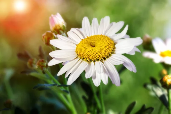 Kwiaty rumianku w lecie, niewyraźne tło — Zdjęcie stockowe