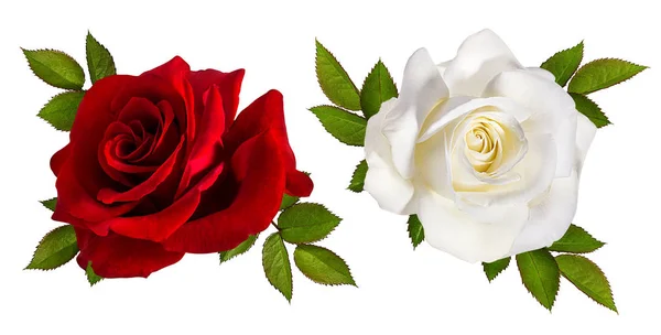 Роза Белом Фоне — стоковое фото