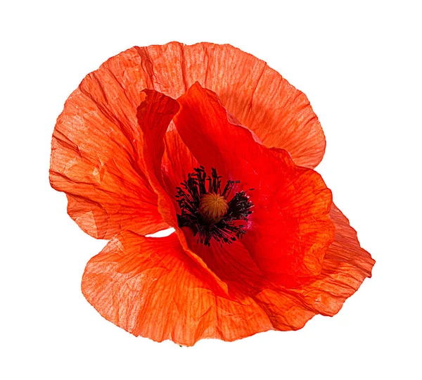 Poppy Isolated White Background — Stock Photo, Image