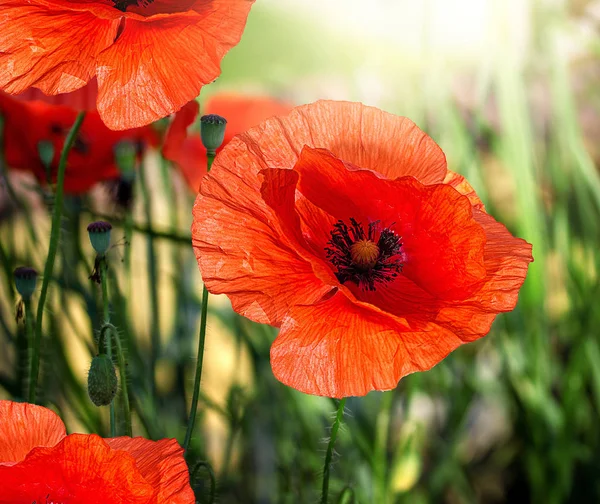 Poppies in the garden — Stock Photo, Image