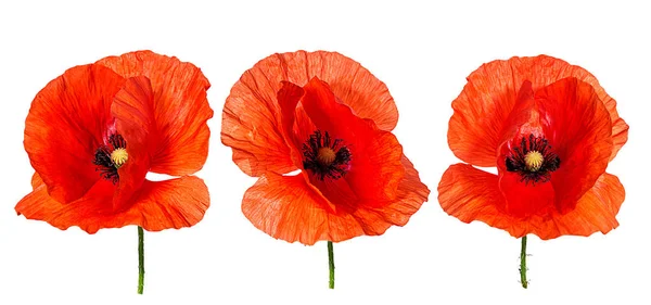 Poppy Isolated White Background — Stock Photo, Image