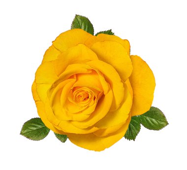 beyaz arkaplanda izole gül