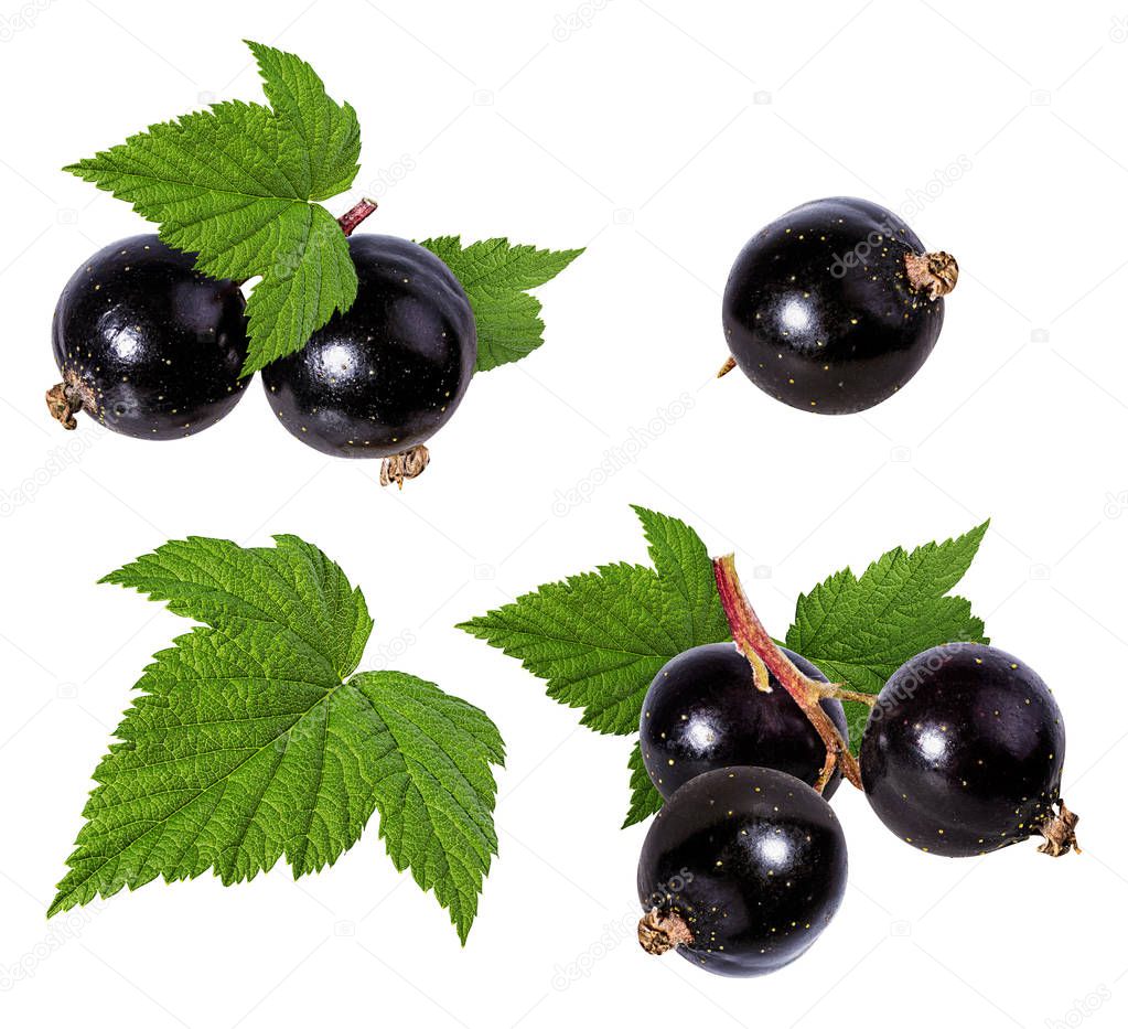 Currant isolated on white background Clipping Path