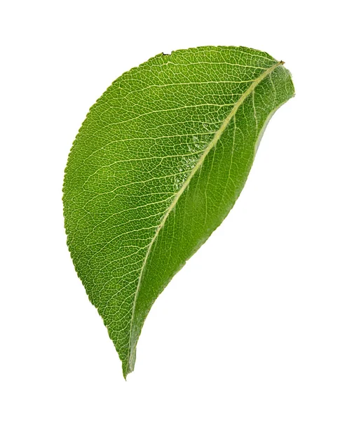 Cherry Leafs Isolerade Vit — Stockfoto