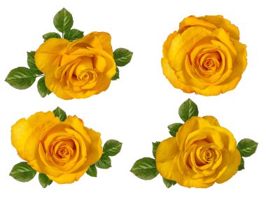 beyaz arkaplanda izole gül