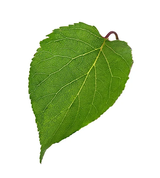 Cherry Leafs Isolerade Vit — Stockfoto