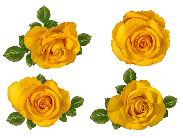 beyaz arkaplanda izole gül