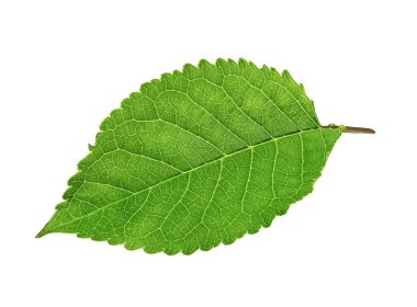 yeşil yapraklar beyaz üzerinde izole 