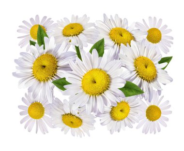 Kırpma yolu ile izole papatya çiçeği