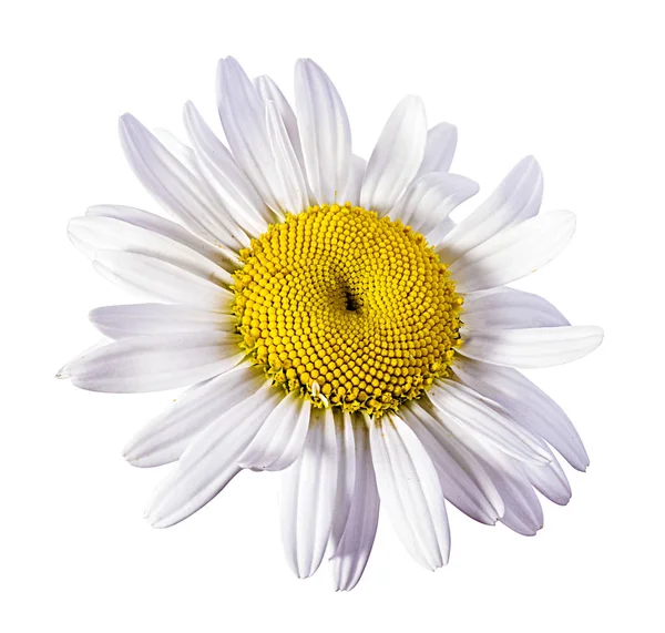 Heřmánkový Květ Izolovaný Výstřižkovou Cestou — Stock fotografie