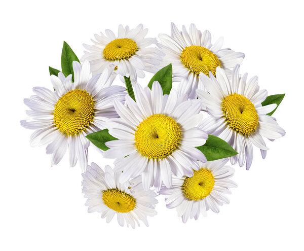 Ромашка цветок изолирован с обрезкой пути
