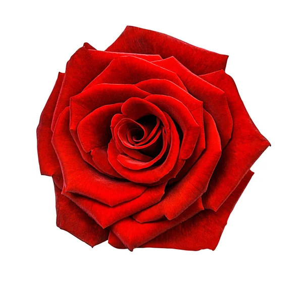 beyaz arkaplanda izole gül