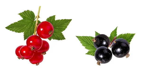 Currant Isolated White Background Clipping Path — Stock Photo, Image