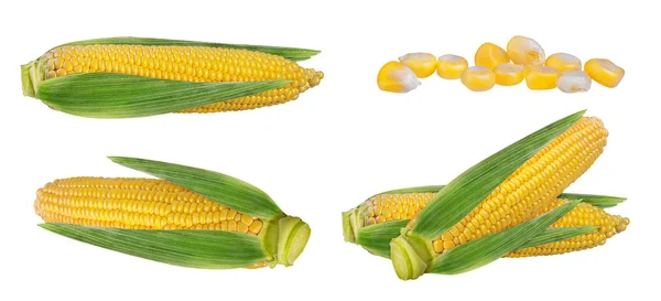 Kukurydza Odizolowana Białym Tle — Zdjęcie stockowe