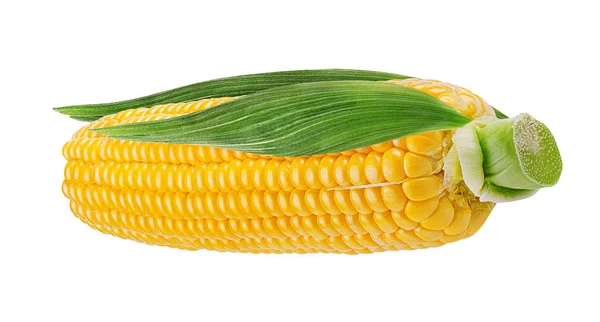 Кукурудза Ізольована Білому Фоні — стокове фото