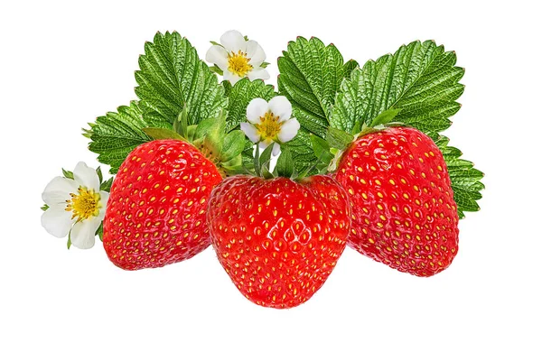 Strawberry Flower Isolated White Background — Stock Photo, Image