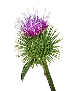 Beyaz arka plan üzerinde izole cirsium arvense çiçek