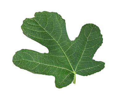 Beyaz arka planda izole taze incir yaprağı. 