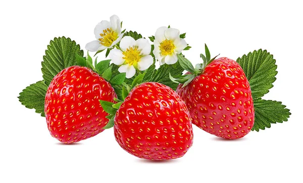 Fragola Con Fiore Isolato Sfondo Bianco — Foto Stock