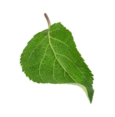 Beyaz arka planda elma yaprakları