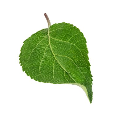 Beyaz arka planda elma yaprakları