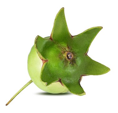 momordica veya karela beyaz arka plan üzerinde izole yaprak ile