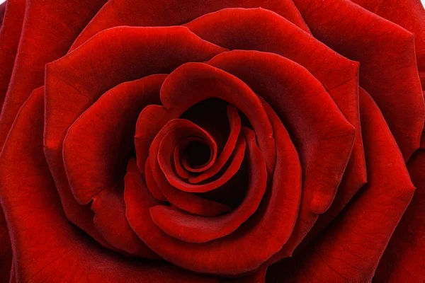 Rosa Roja Cerca Fondo Floral —  Fotos de Stock