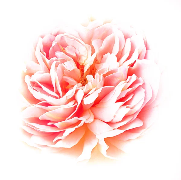 Pinc Rose Isolated White Background — Stock Photo, Image