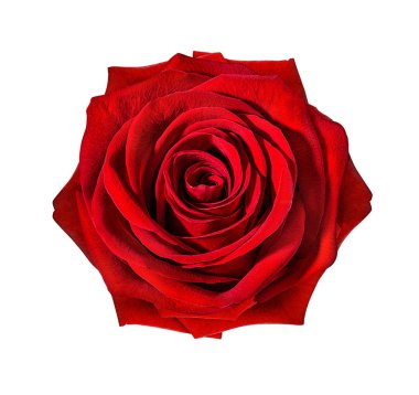 beyaz arkaplanda izole gül