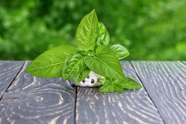 Basil Meja Kayu Tua Luar Ruangan — Stok Foto