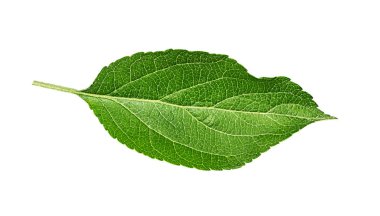 Beyaz arkaplanda elma yaprağı