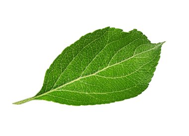 Beyaz arkaplanda elma yaprağı