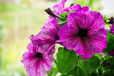 çiçek ve doğa bokeh arka plan bahar 